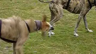 Galgos Chelsea+Nash field run rennen 3