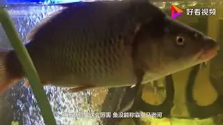亞馬遜河橫著走的頂級殺手，食人魚躲著走，鱷魚只能選擇同歸於盡