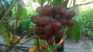 Казачок - новая форма Калугина В.М. Хорошие впечатления