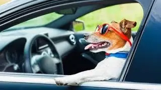 Funny Car Drive 🤣😂 || lockdown car driver training