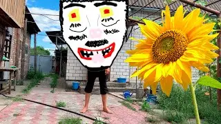 SUNFLOWER /\ arthouse /\ funny video /\ BOCH