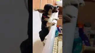 ПОПУ МЫТЬ НУЖНО КАЖДЫЙ ДЕНЬ | Корги Луна