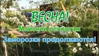 ВЕСНА.  Майский  репортаж. 7 мая Заморозки продолжаются!