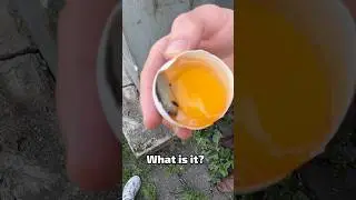 I found this in my egg
