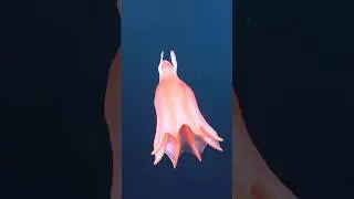 Dumbo Octopus