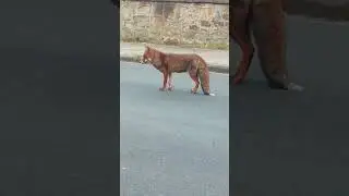 On a drunk walk and end up chilling with a Fox as its waiting for a cat hiding under a car 😂😂🐈🦊