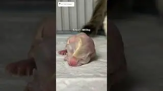 Timelapse Kitten Day 1 - Day 100 Cute😍😍 