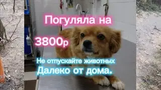 Всех с праздником! С Крещением Господним! Потерялась Ладушка. Погуляла на 3800р.