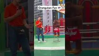Orangutan Fun in Thailand #thailand #orangutan #funny #fun #comedy #trending #trending shorts #new