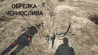 ОБРЕЗКА ЧЕРНОСЛИВА