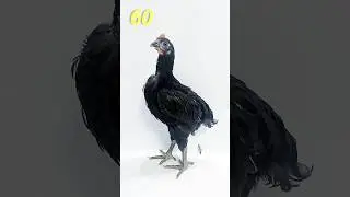 14 5 2024 ЖУЖА 1 КУНЛИКДАН 74 КУНЛИКГАЧА У́ЗГАРИШИ 🕒