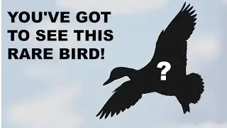 Duck Hunting 2017: I've Never Seen a Duck Like This Before!