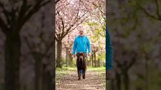 My Chocolate Labrador walking through the seasons 