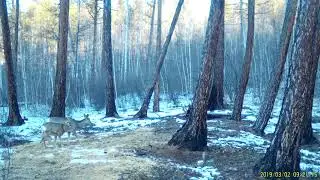 Косули на соли днём, видео с фотоловушки