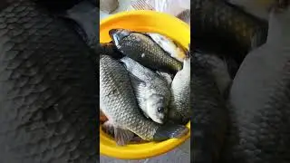отчёт дня