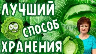 КАПУСТА, ЛУЧШИЙ СПОСОБ ХРАНЕНИЯ.