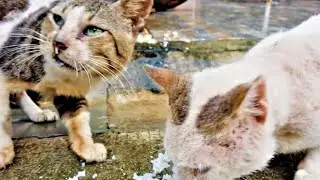 FEEDING STREET CATS AFFLICTED WITH MANGE.
