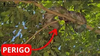 Have you ever thought about falling on your head (COBRA)
