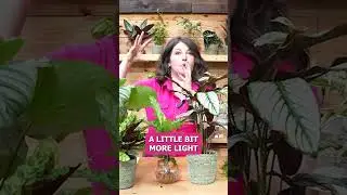 If Your Plant is Pink, Remember This!