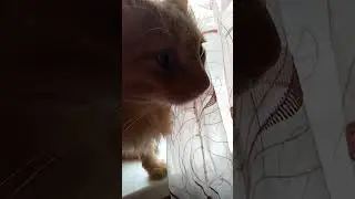 Мордочка😘💓 Музыка Автора @simb