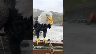 Eagle 🦅 One Of The Worst Mothers In The Animal Kingdom 