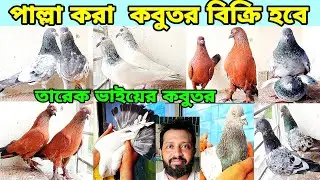 তারেক ভাইয়ের হাই ফ্লাইং কবুতর গিরিবাজ চিলা কালদোম সবুজ গলা আর্মি কবুতর কিনুন
