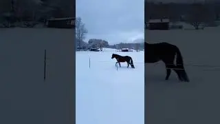 Friendly horse. 