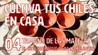 Cultiva tus chiles en casa - 04 - El tamaño de las macetas
