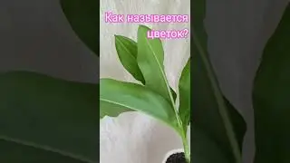 💃 Подскажите название цветка #продажацветов #цветыпочтой #цветоквгоршке #flowers