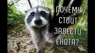 10 Причин Завести Дома ЕНОТА | Почему стоит завести ЕНОТА? | Смешные животные