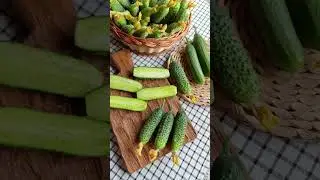 Огурец Брандино #садыроссии #дача #сад #огурцы