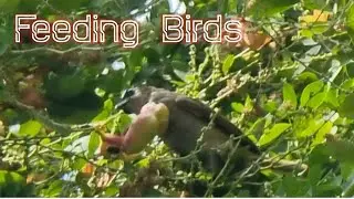 HEAR THE BIRDS CHIRPING.