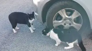 O BICHO PEGOU!