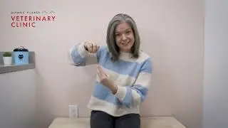 Dog Neuter Procedure