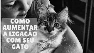 Como Aumentar a Ligação Com Seu Gato