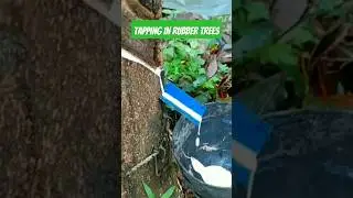 Tapping in rubber tree|| harvesting of latex from rubber tree#horticulture #nabard #ibpsafo #rubber