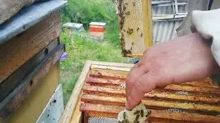 Акация отходит, медок есть!