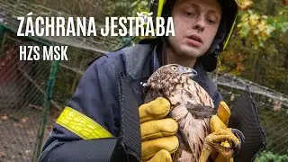 Hasiči zachránili jestřába lesního, 24.10.2024