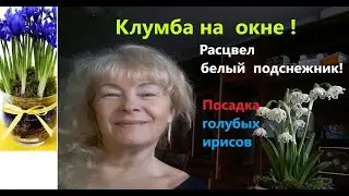 На моем окне яркие солнышки бархатцы Расцвел белый подснежник Как посадить голубые ирисы в вазон