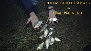 Что можно поймать за 1 час на рыбалке.ПОЙМАЛИ ПОЛ ВЕДРА РЫБЫ!!???