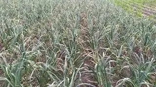 How to feed garlic after breaking the arrow to increase productivity? The last boost.