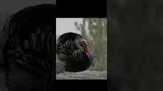 Turkey Strut.   #wildlifephotoghraphy #birds #animalpictures #wildlife #turkey #turkeyhunting
