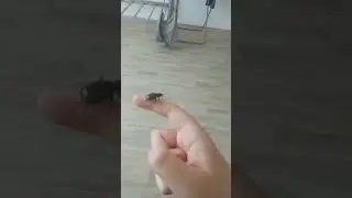 Жужелица взлетает. 🛫