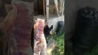 Говяжья трахея! 👍