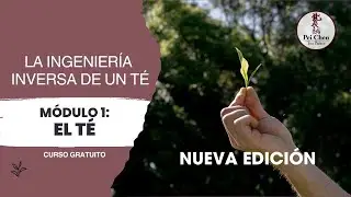 NUEVA EDICIÓN - Curso Gratuito Ingeniería Inversa del Té   Módulo 1 El Té