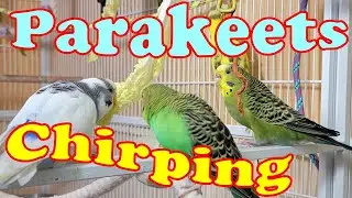 Bird Watching TV For Cats 8 Hr, Cat Watching Birds : Cat Bird TV Videos, Keep cats occupied.