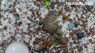 Tourist Shocked After Finding Two-Headed Tortoise Stumbling Around By A Famous Turkish Hot Spring