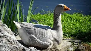 Steinbacher Geese | Lavender Blue Beauties