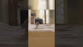 Котенок взбесился #Tik Tok #Shorts #Тик Ток #ПриколКоты #Catstiktok