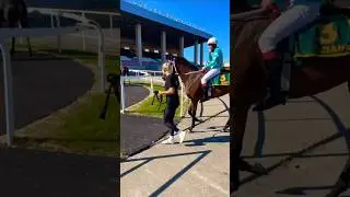 Что мы делаем после скачки. Часть 3 #лошади #скачки #ипподром #horse #equestrian